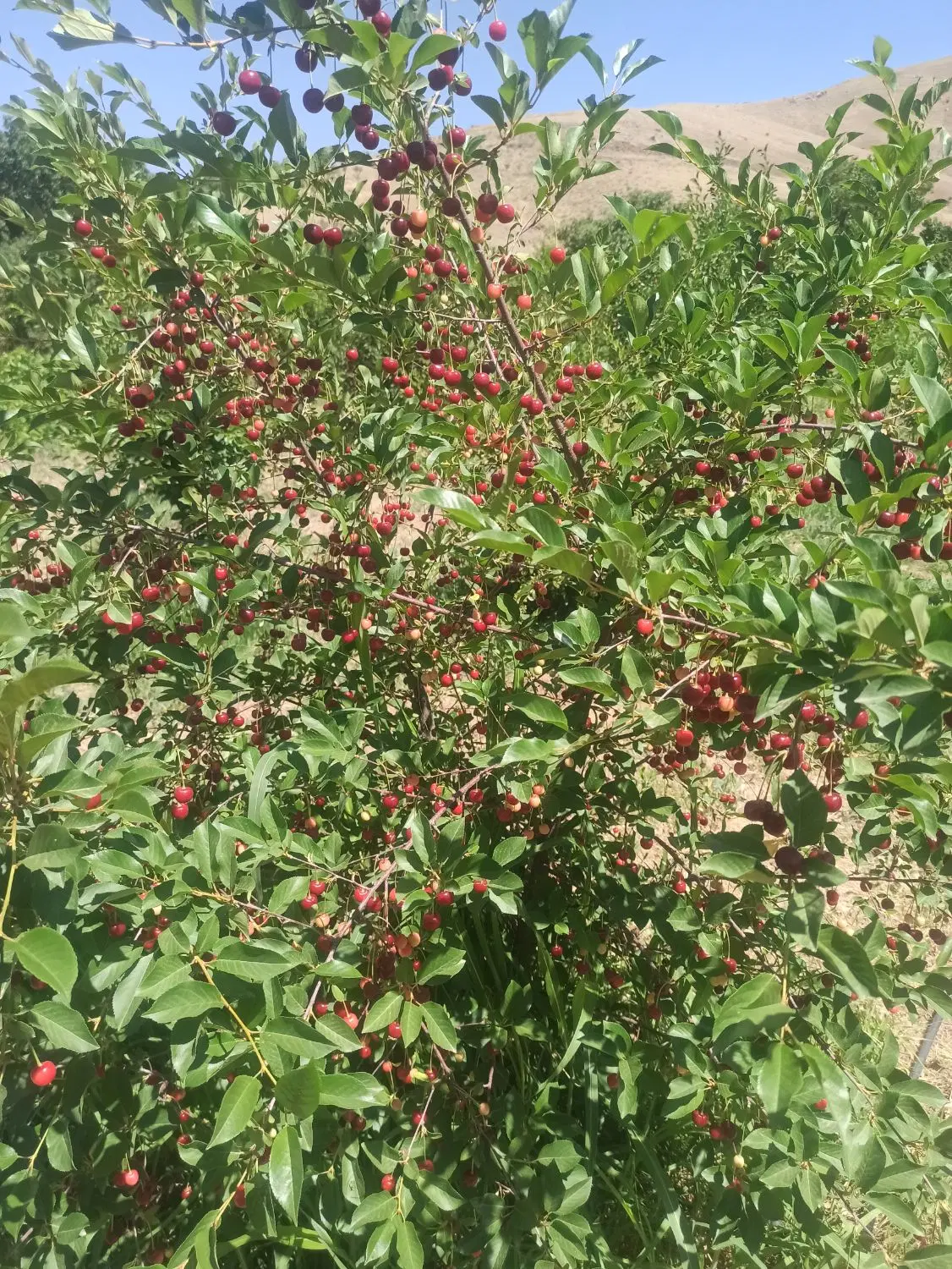 فروش باغ