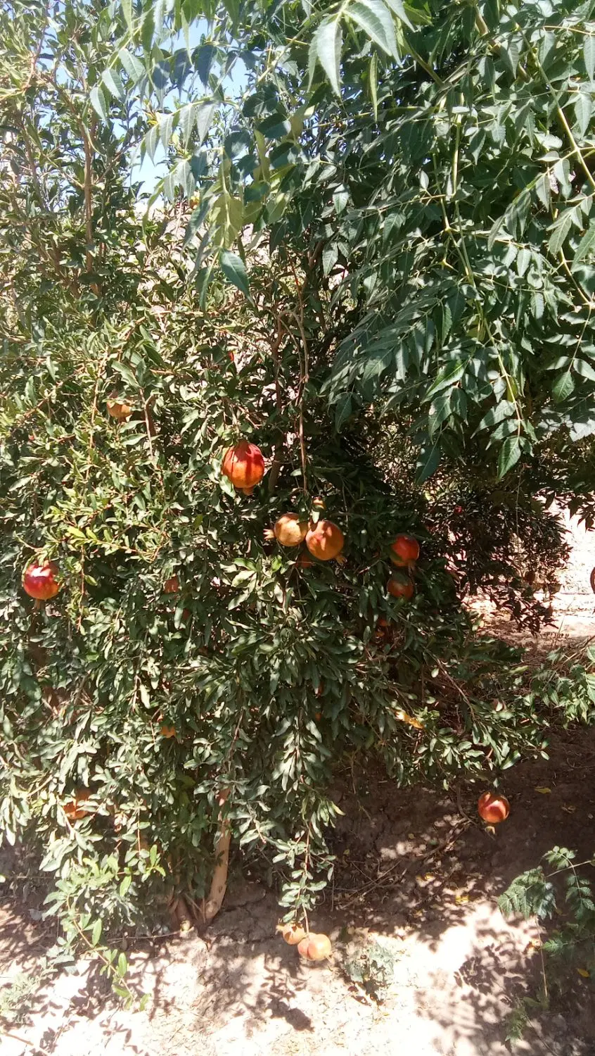 باغچه 500متر سندتک برگ آب برق گاز دارد