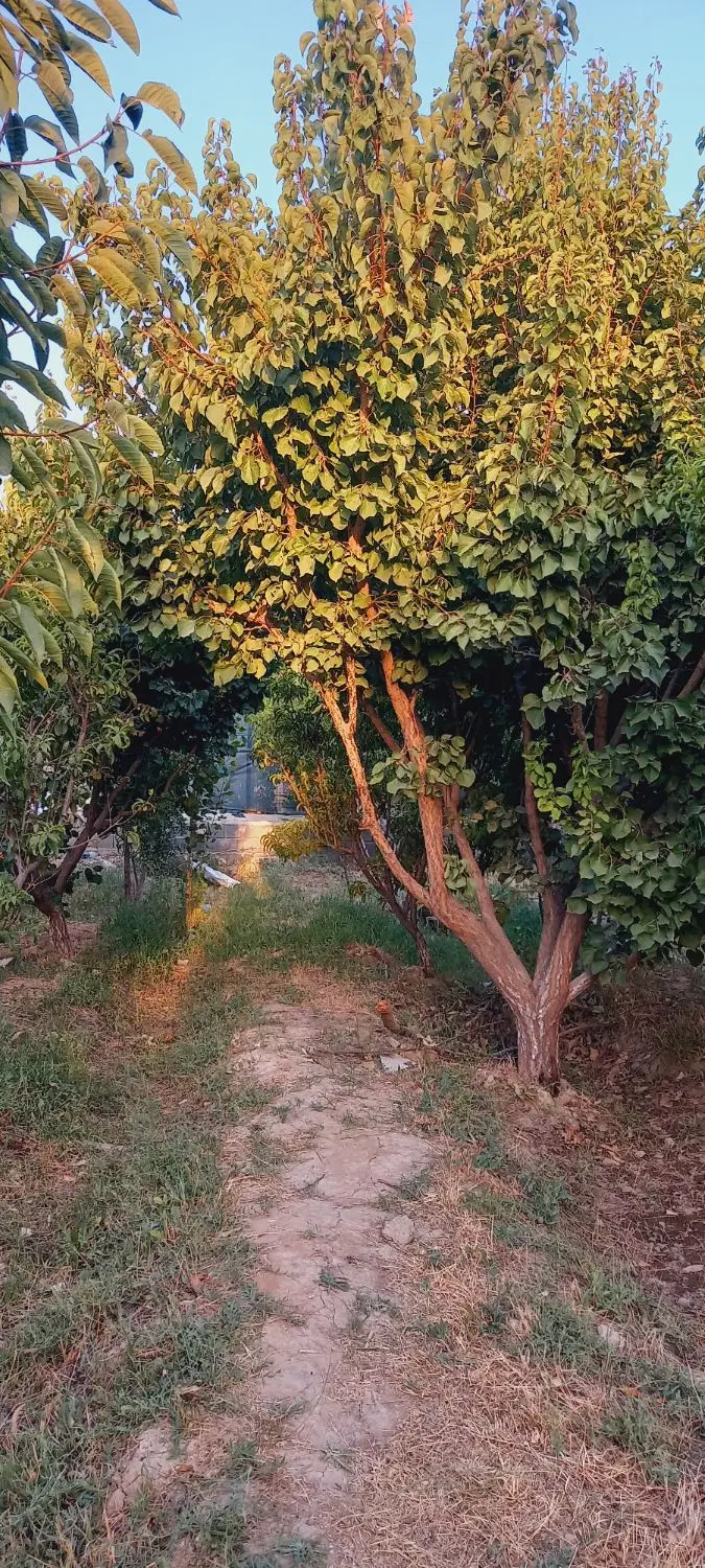 باغ ۱۰۰۰متری