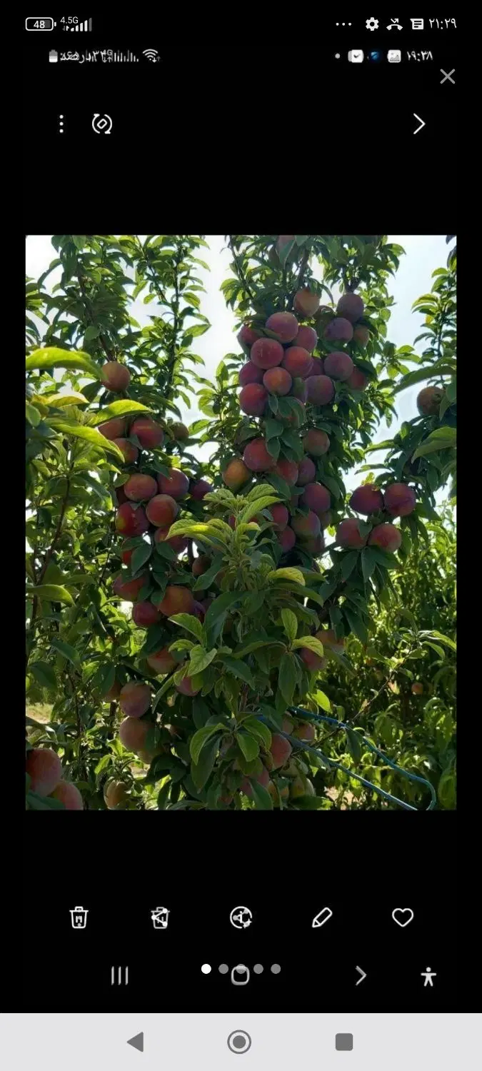 باغ 380متری