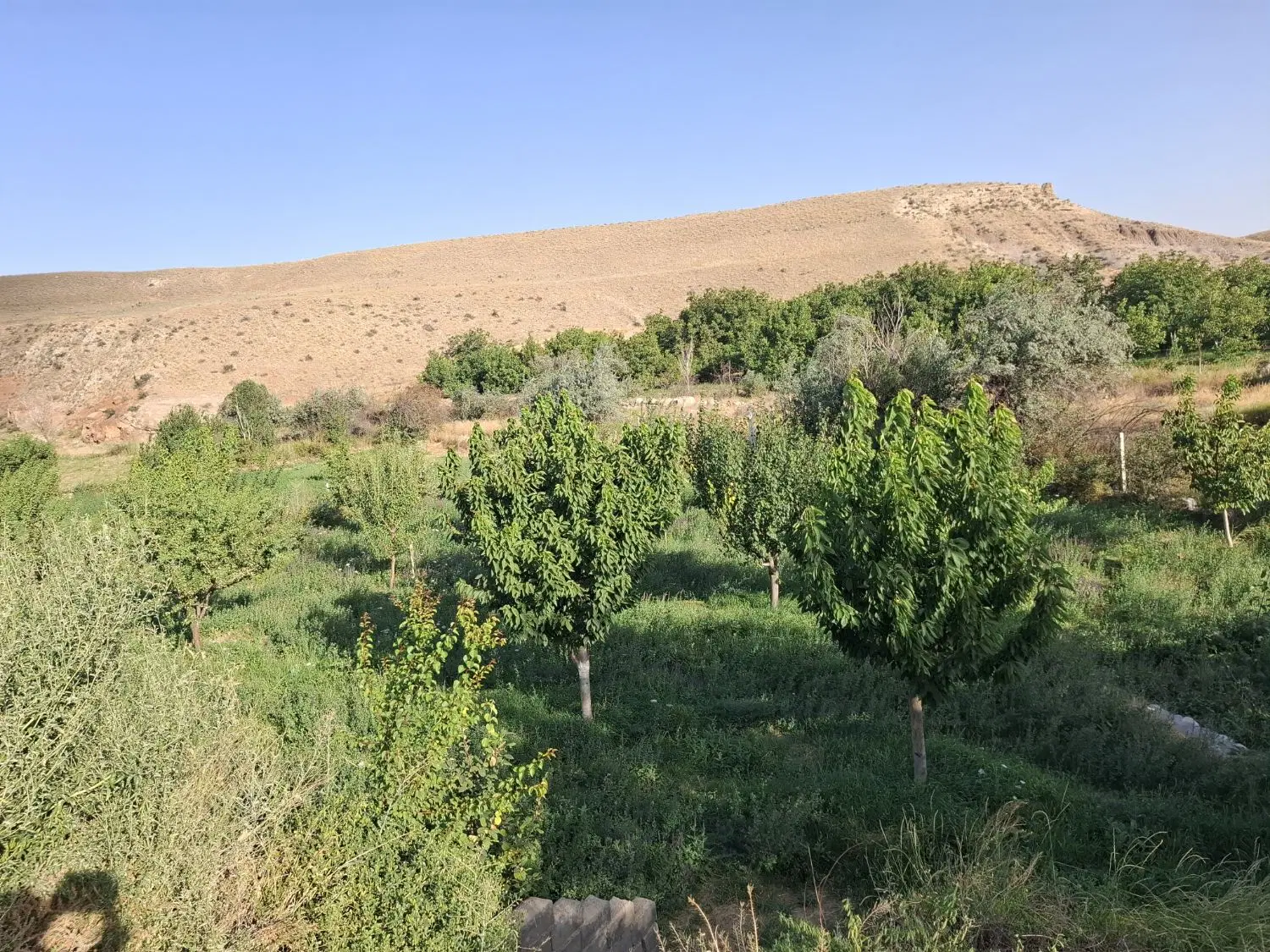 فروش باغ