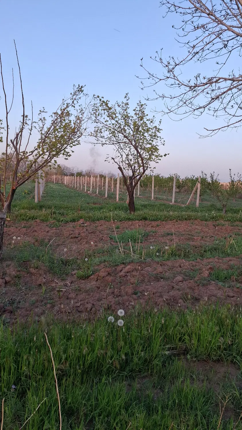 فروش باغ میوه