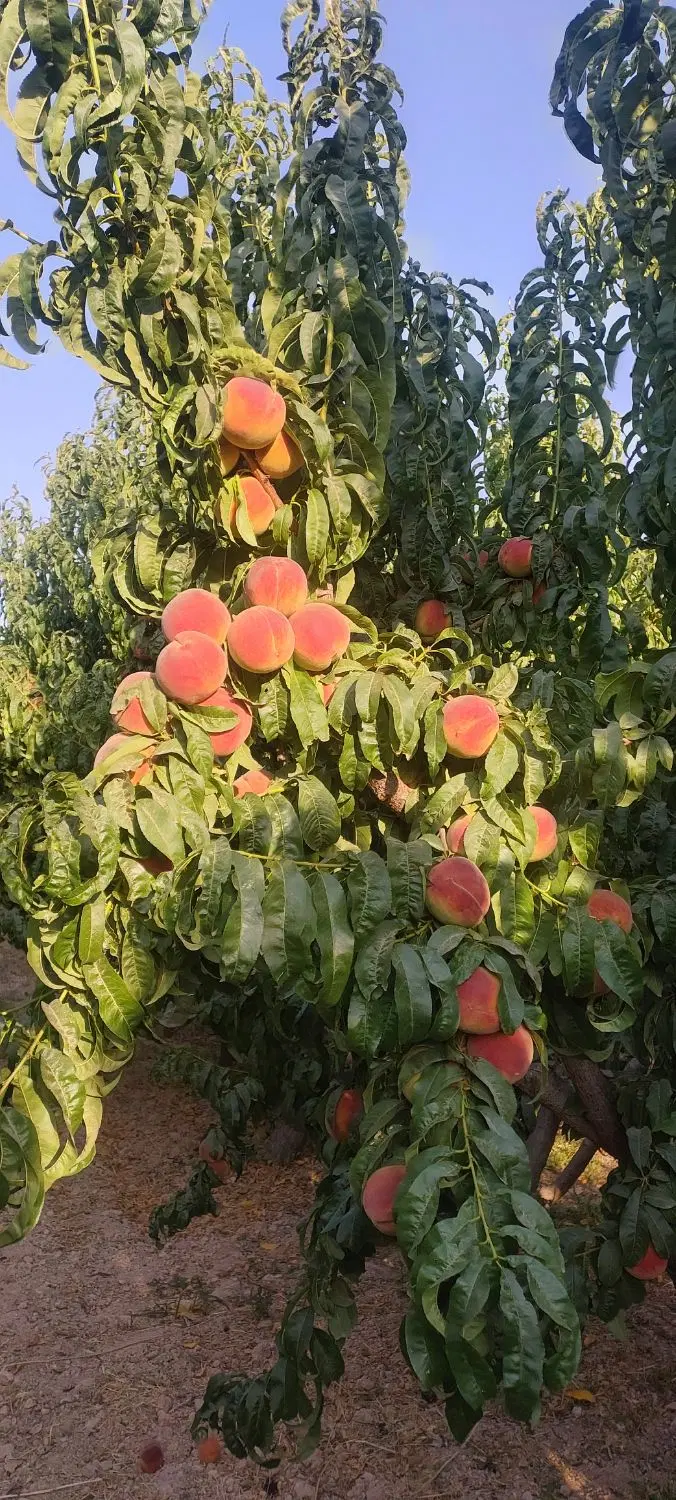 طرح عمان