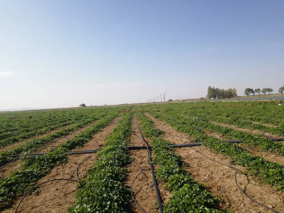 فروش یک هکتار زمین کشاورزی نجم آباد نظرآباد