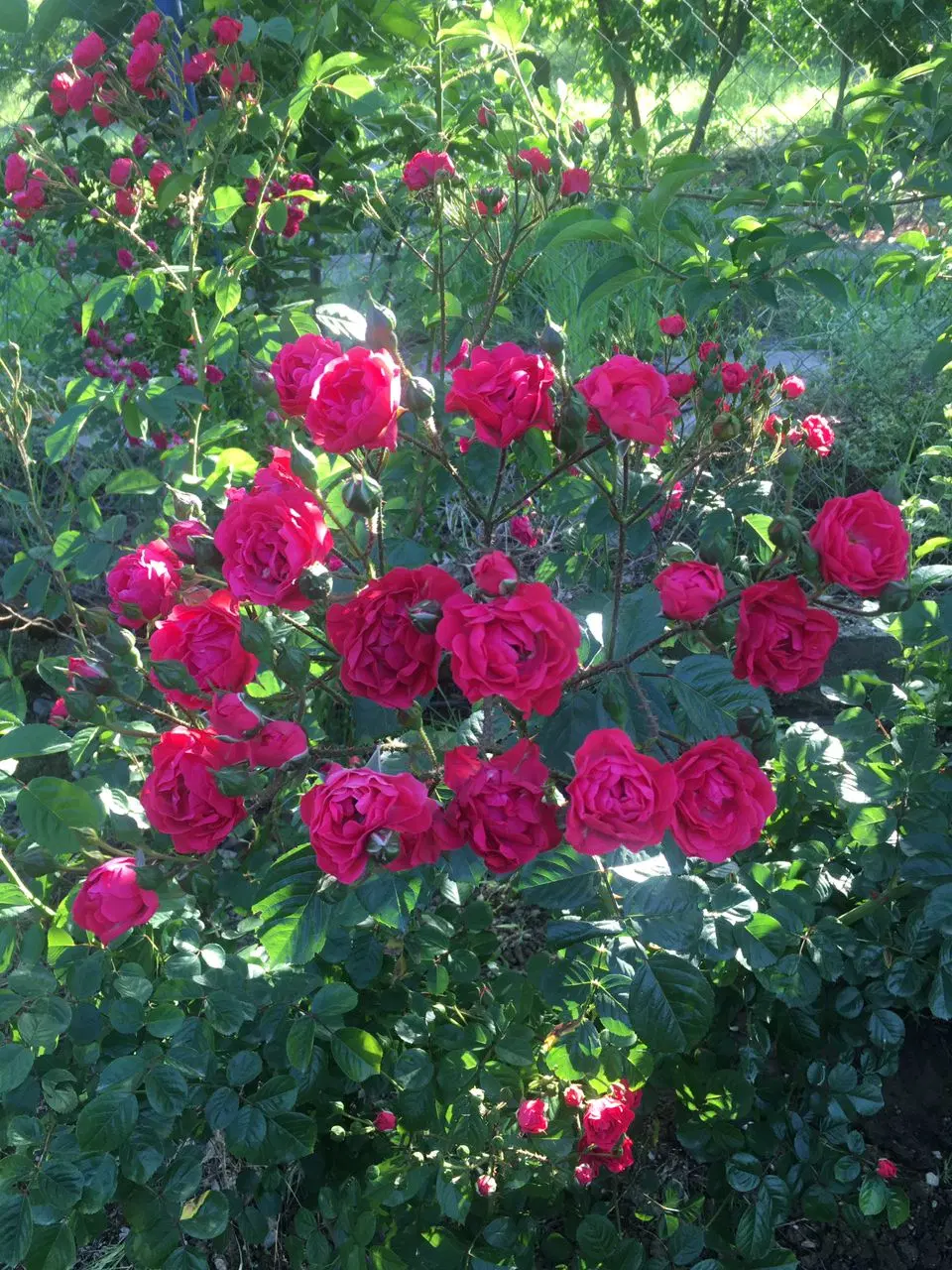 فروش باغ روستای بالاجاده( با سندتک برگ)