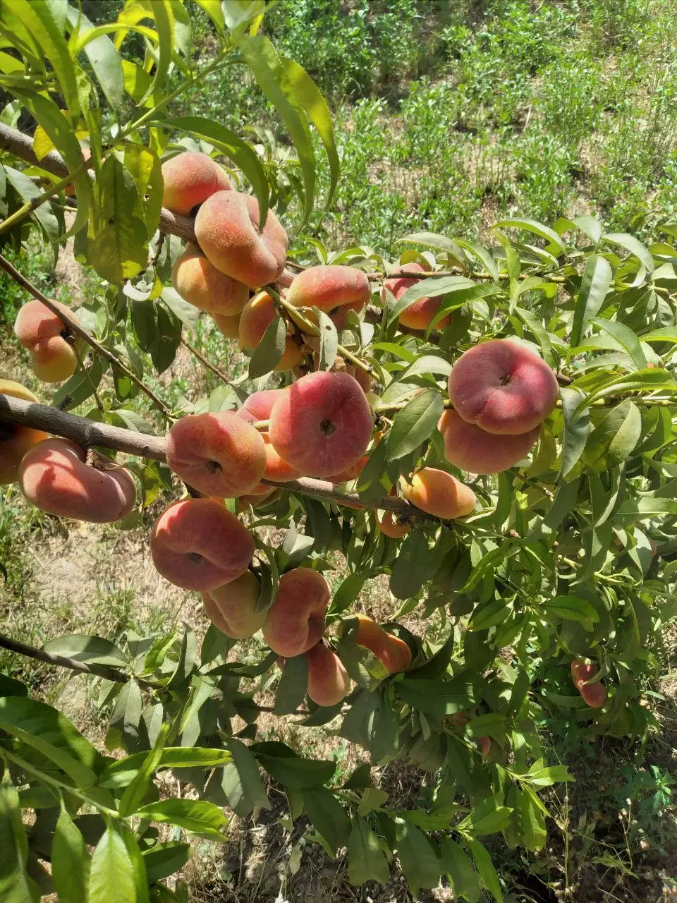 فروش باغ در دهنو سفلی