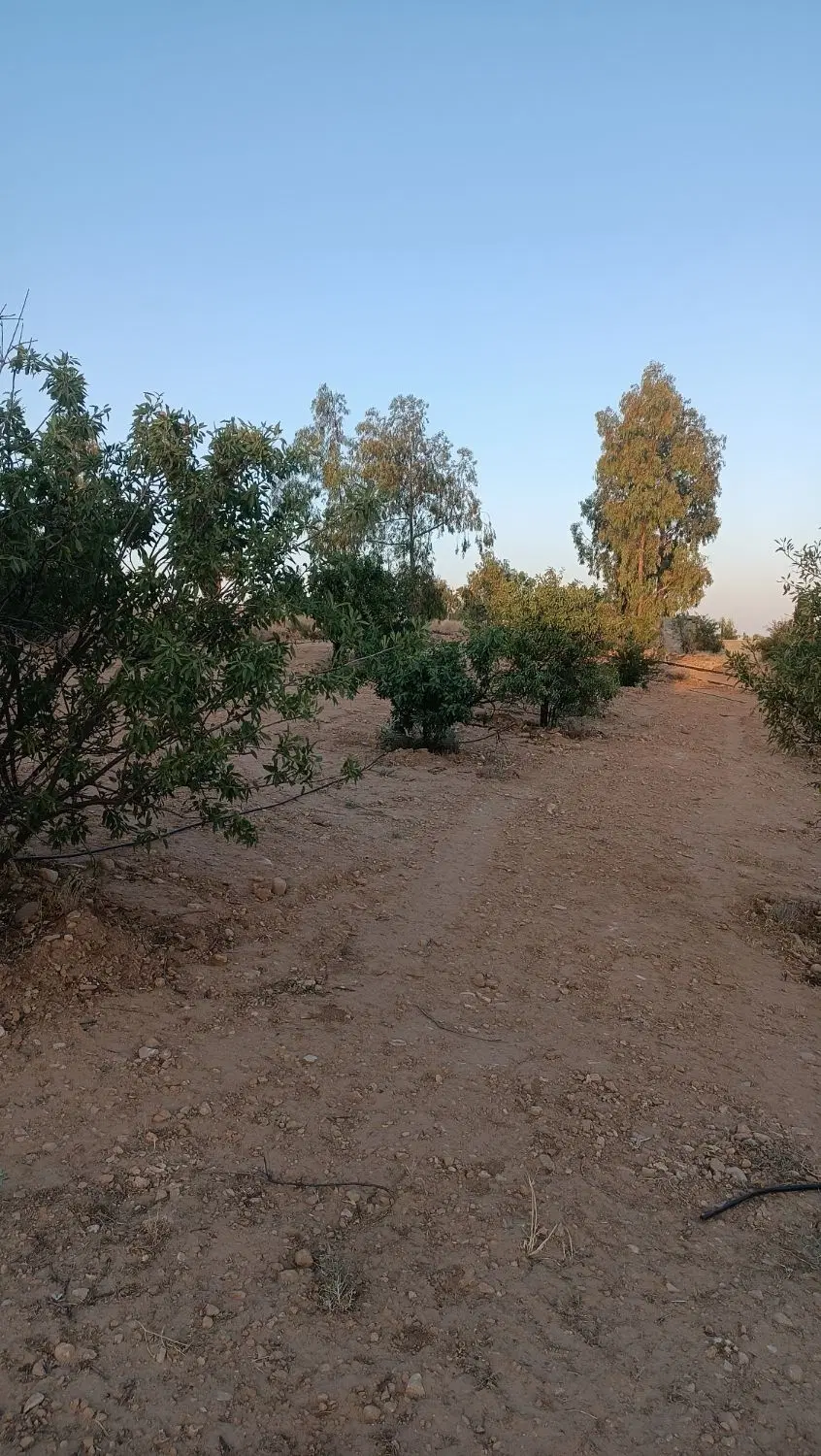 فروش زمین باغ شهری1500متری