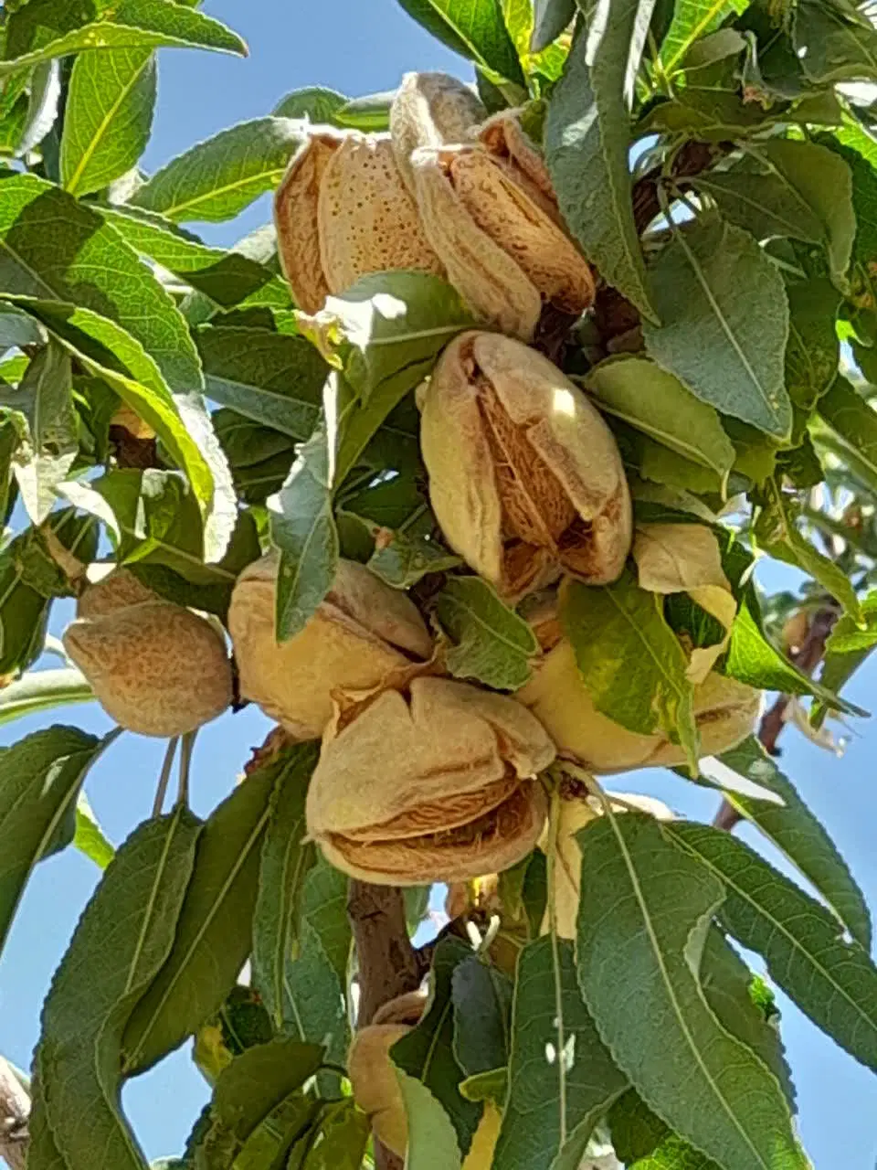 فروش باغ بادام ۱۴۰۰۰ متری