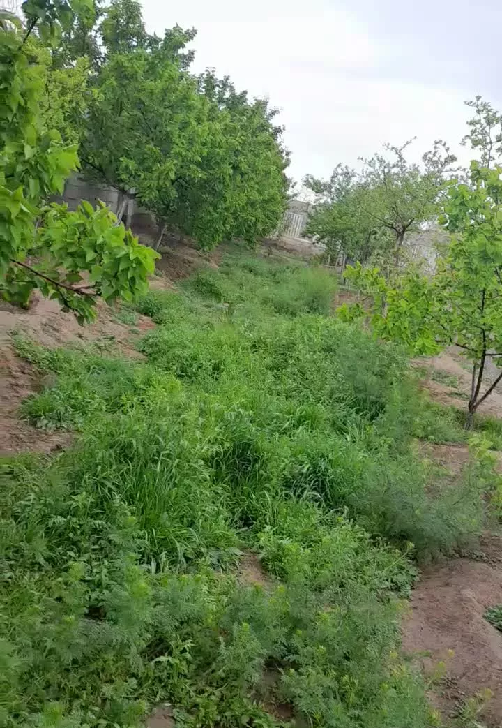 باغ ویلا  ۱۰۰۰ متری واقع در عسگریه لاله ۵