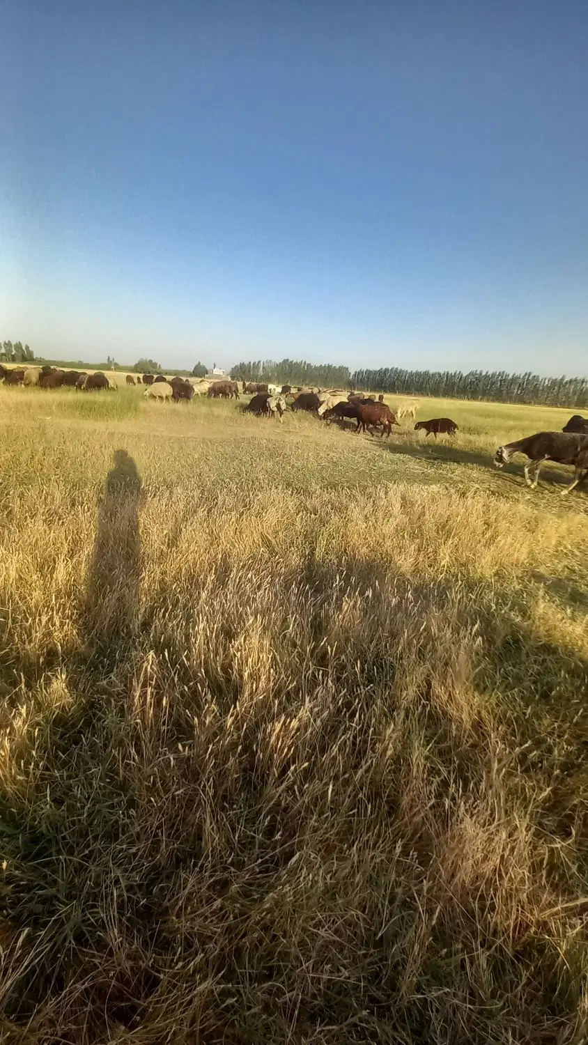 اجاره خانه در روستاهای اطراف برای نگاه داری دام