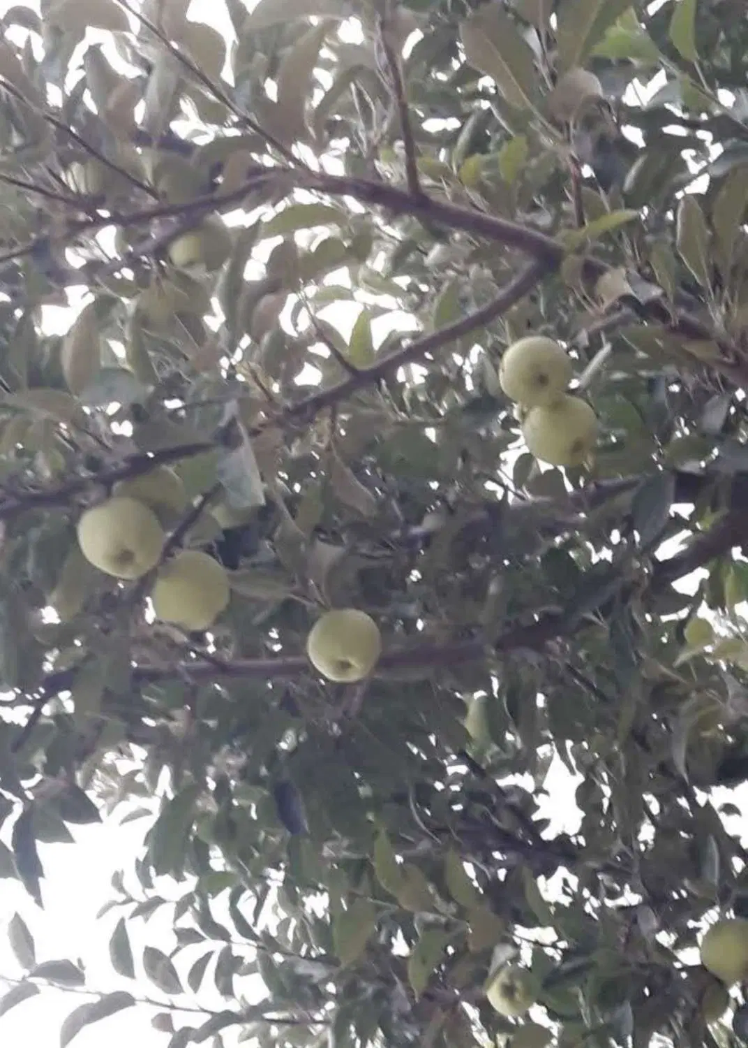 فروش ملک ویلایی