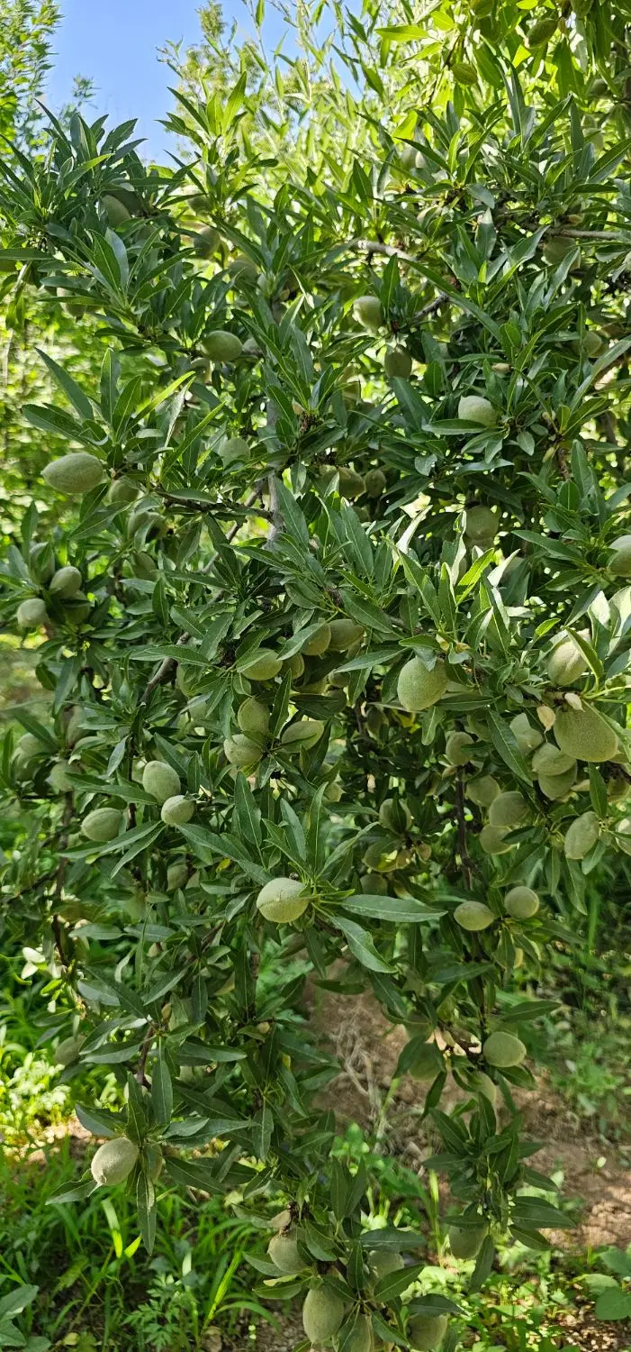 باغ بادام