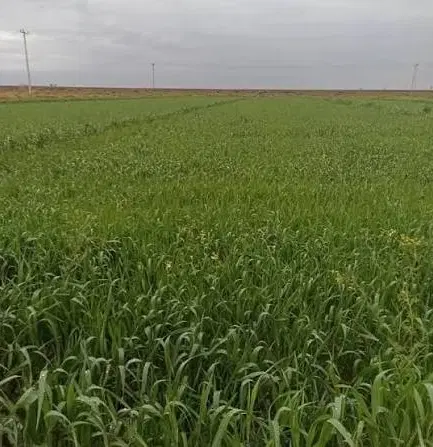 اجاره دو هکتار زمین کشاورزی برای کشت سیر.ملاکندی