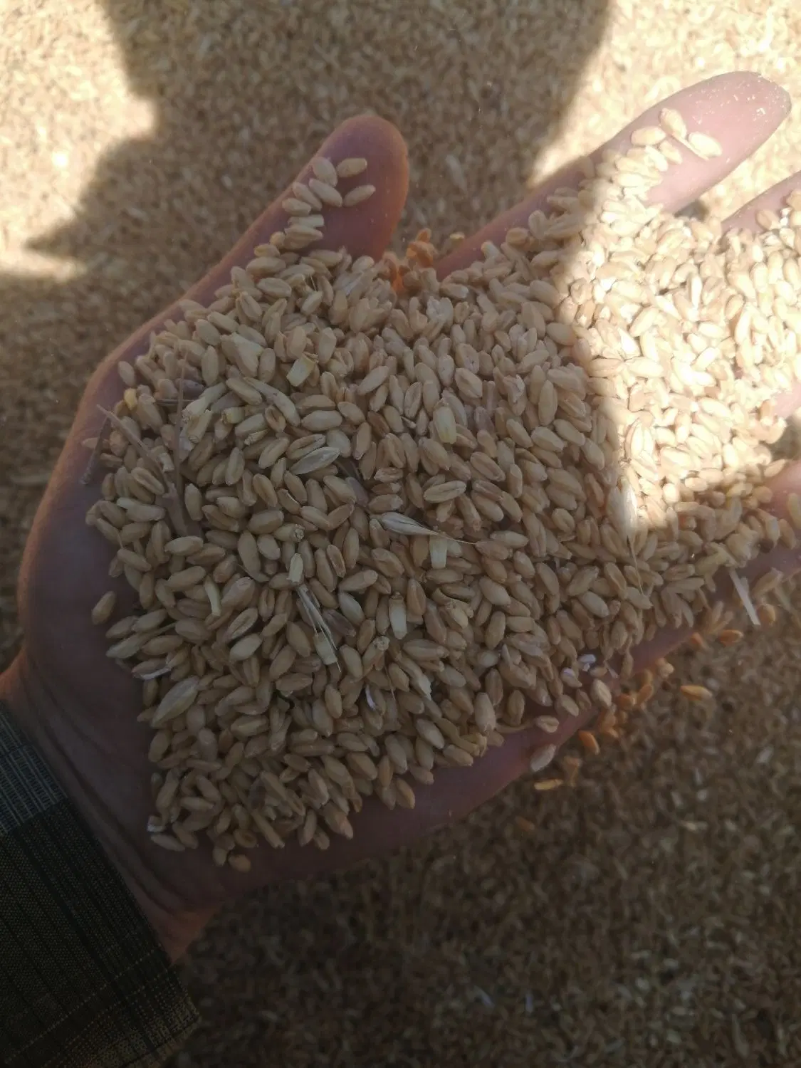 زمین کشاورزی  برای اجاره