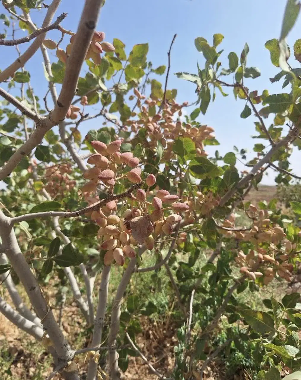 فروش باغچه پسته باسنددر80کیلومتری تهران متری 1_200