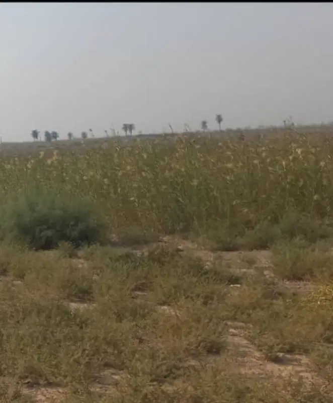 فروش زمین با دسترسی فوق‌العاده جزیره مینو وآبادان