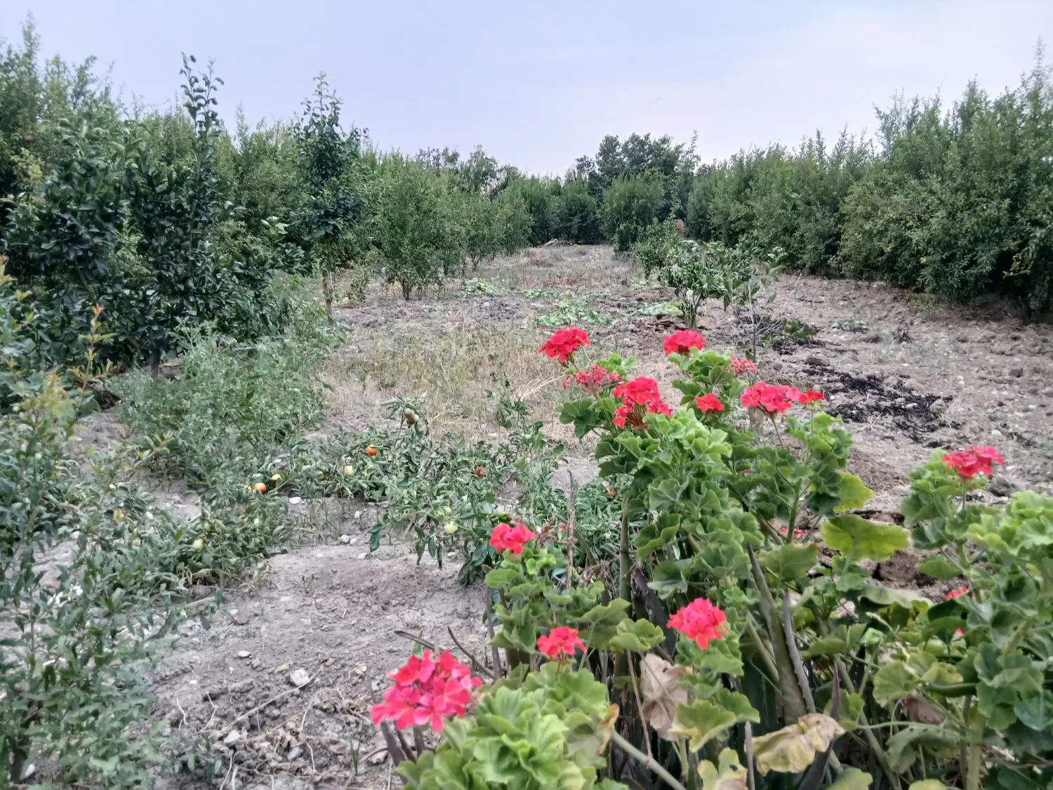 زمین باغی .شموشک پایین
