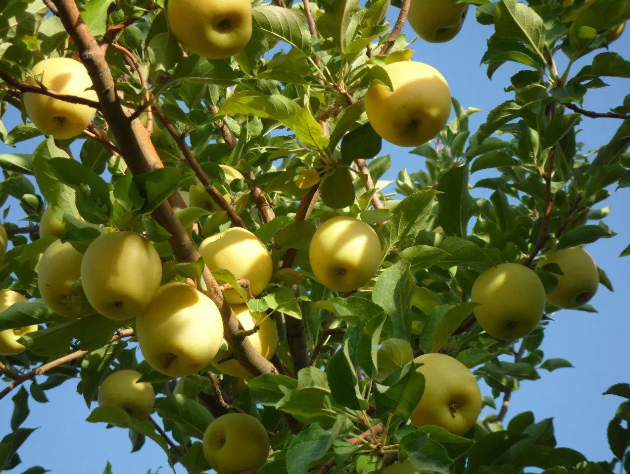 فروش باغ سیب در نزدیکی جاده مشگین اردبیل