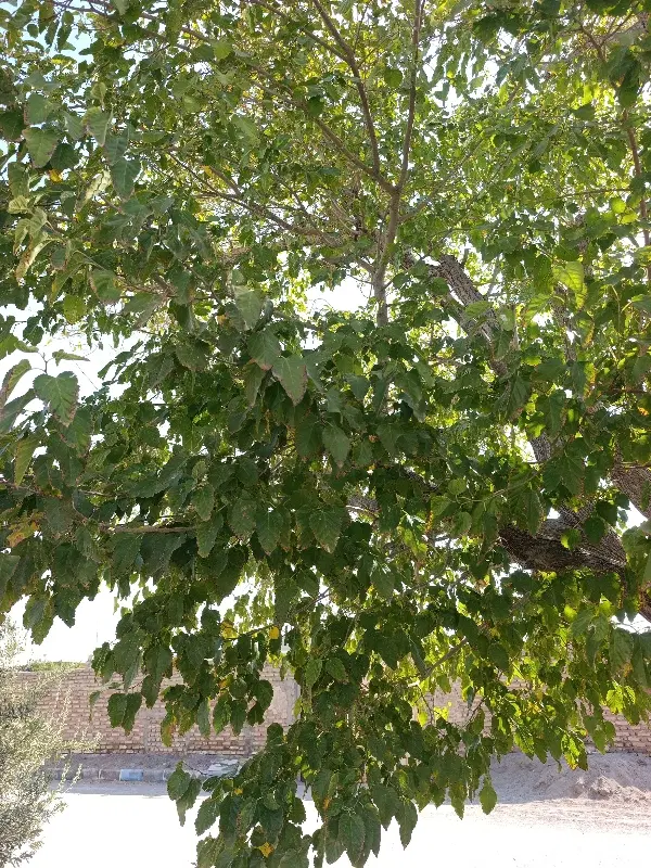 زمین
