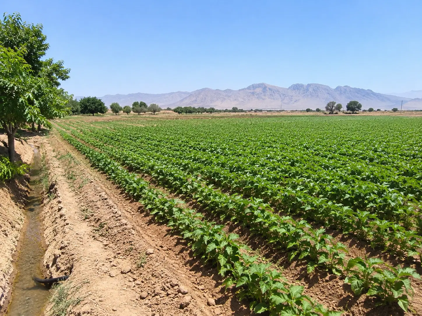 اجاره زمین کشاورزی