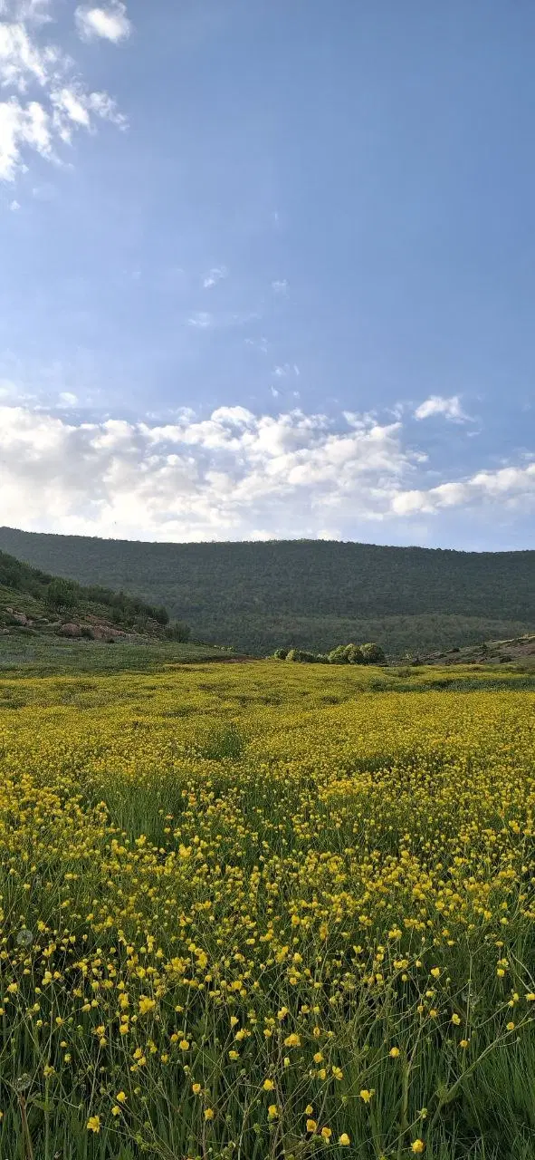 زمین کشاورزی سند تک برگ آب وبرق ابتدای مندوان