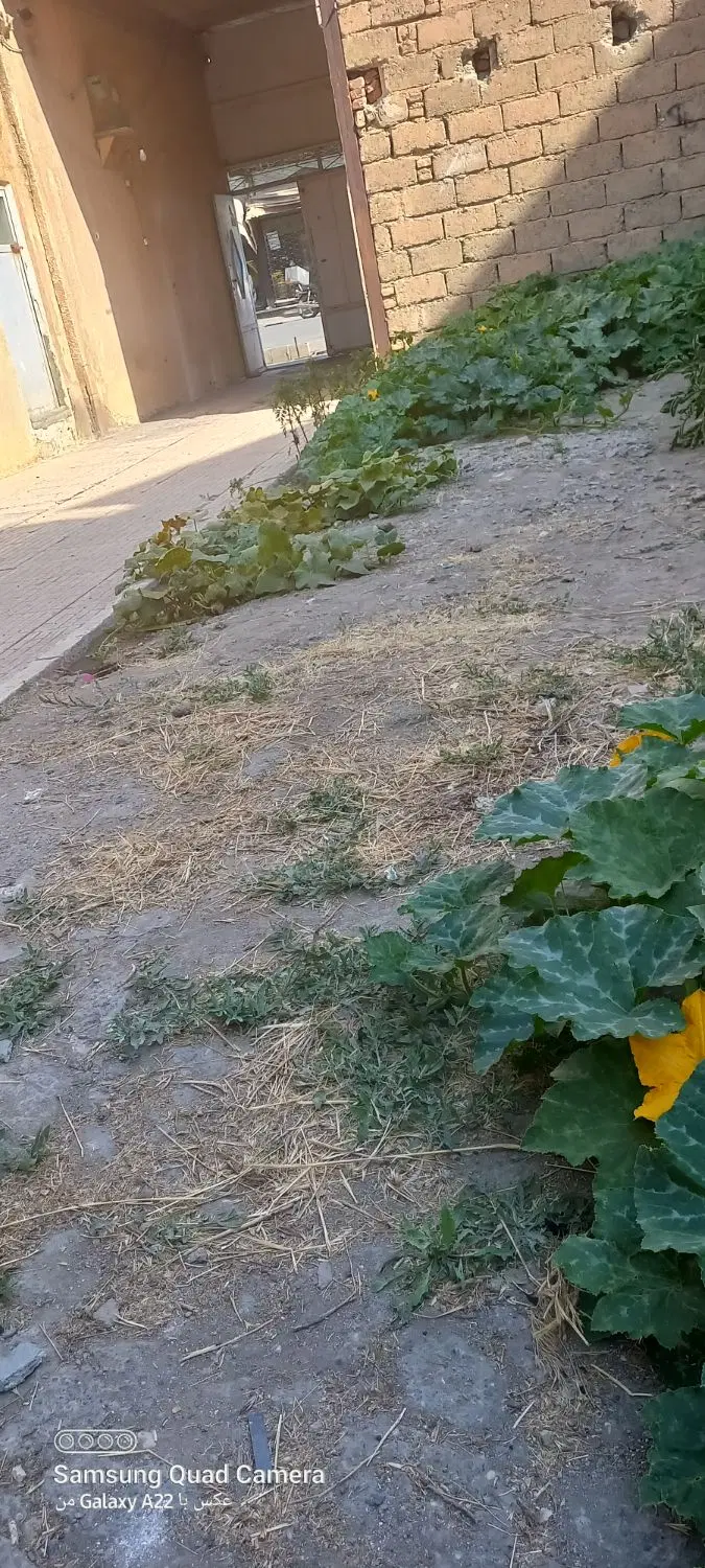 اجاره ساختمان دربست  بر خیابان شهید باهنر