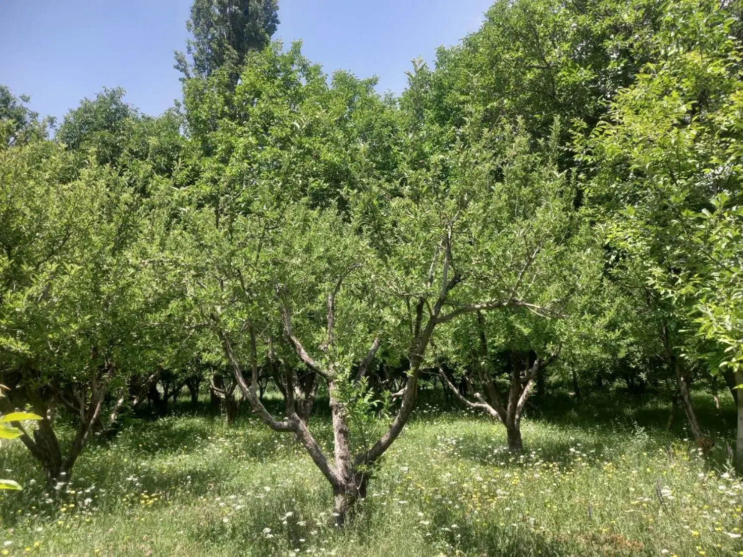 باغ فروشی فیروزکوه خمده