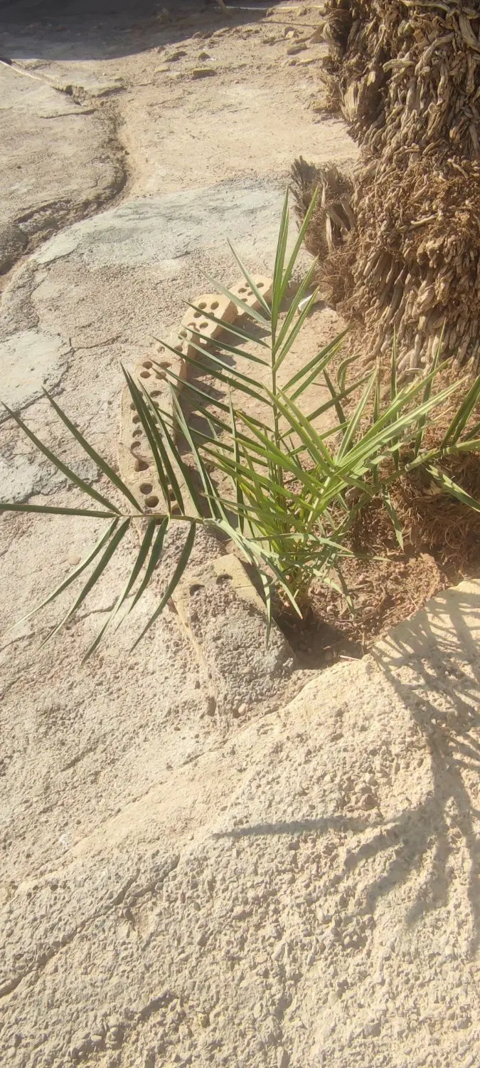 زمین در سبهانیه