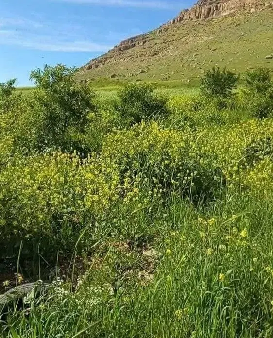زمین کشاورزی بر اتوبان
