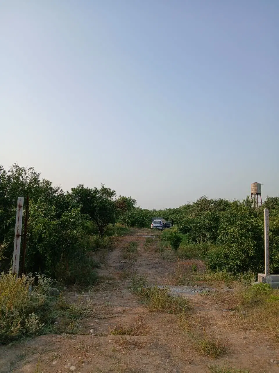 باغ مرکبات پر محصول