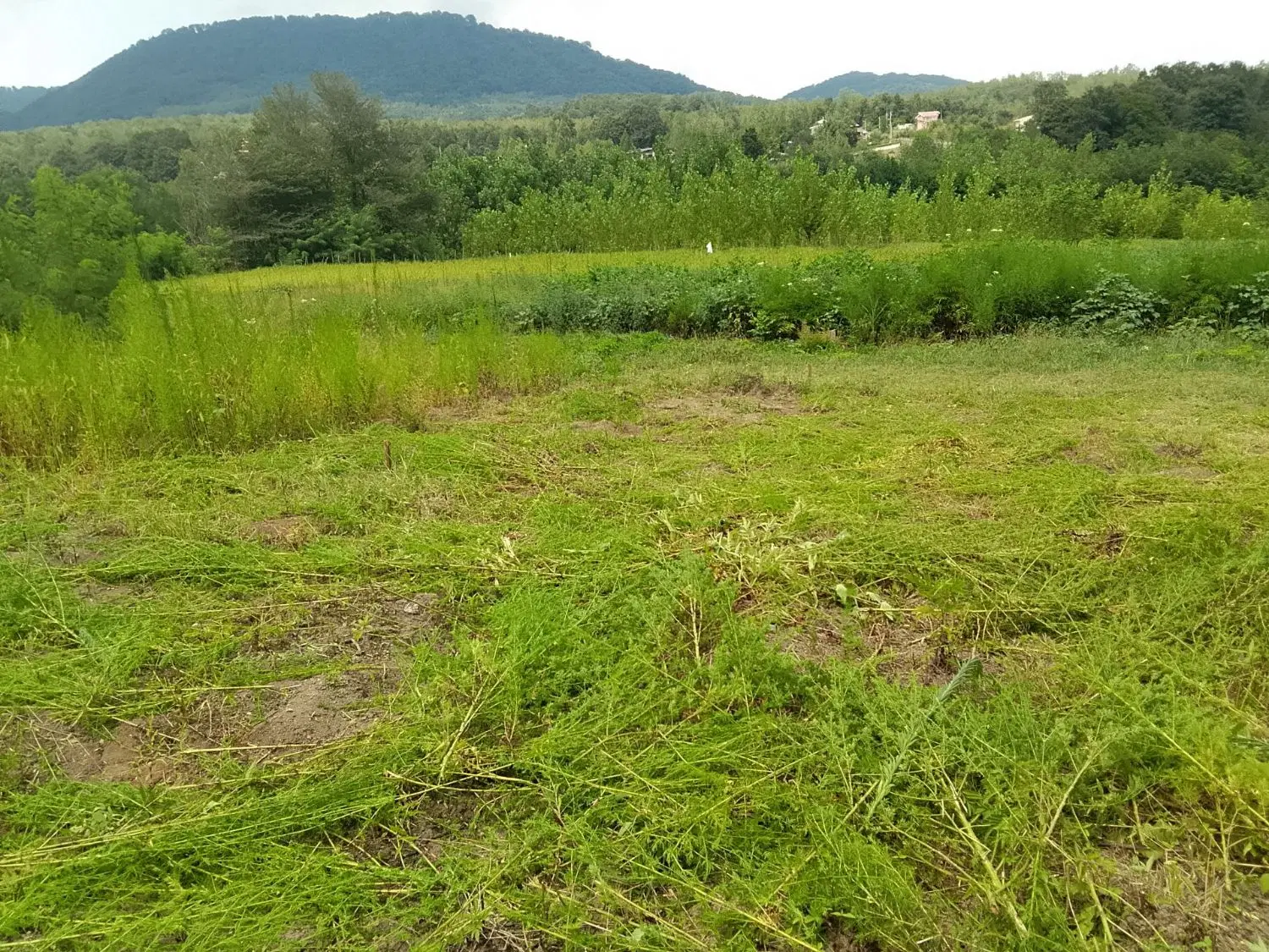 زمین در روستای ترویستی کچا .