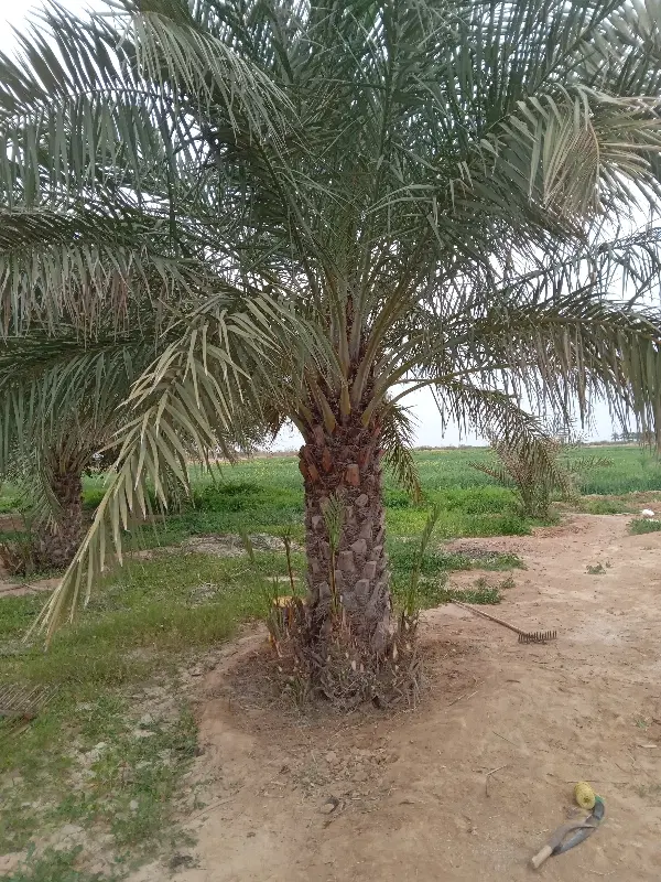 اجاره زمین کشاورزی