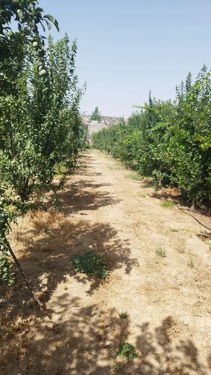 فروش باغ ثمری 7ساله