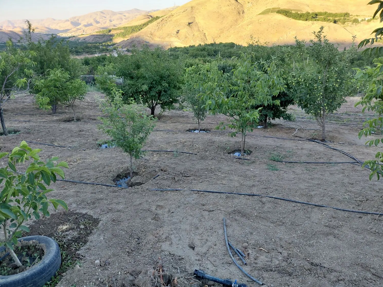 باغ گزنه معاوضه ایی