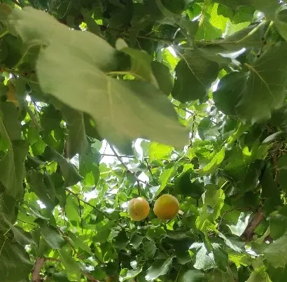 باغ