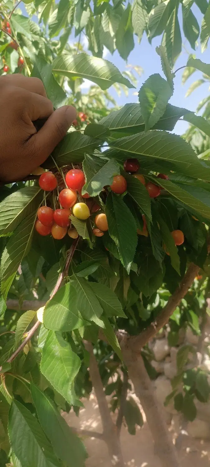 باغ چهار دیواری مهریز