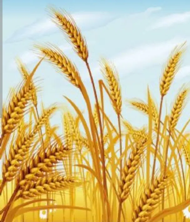 زمین دیم اجاره ای