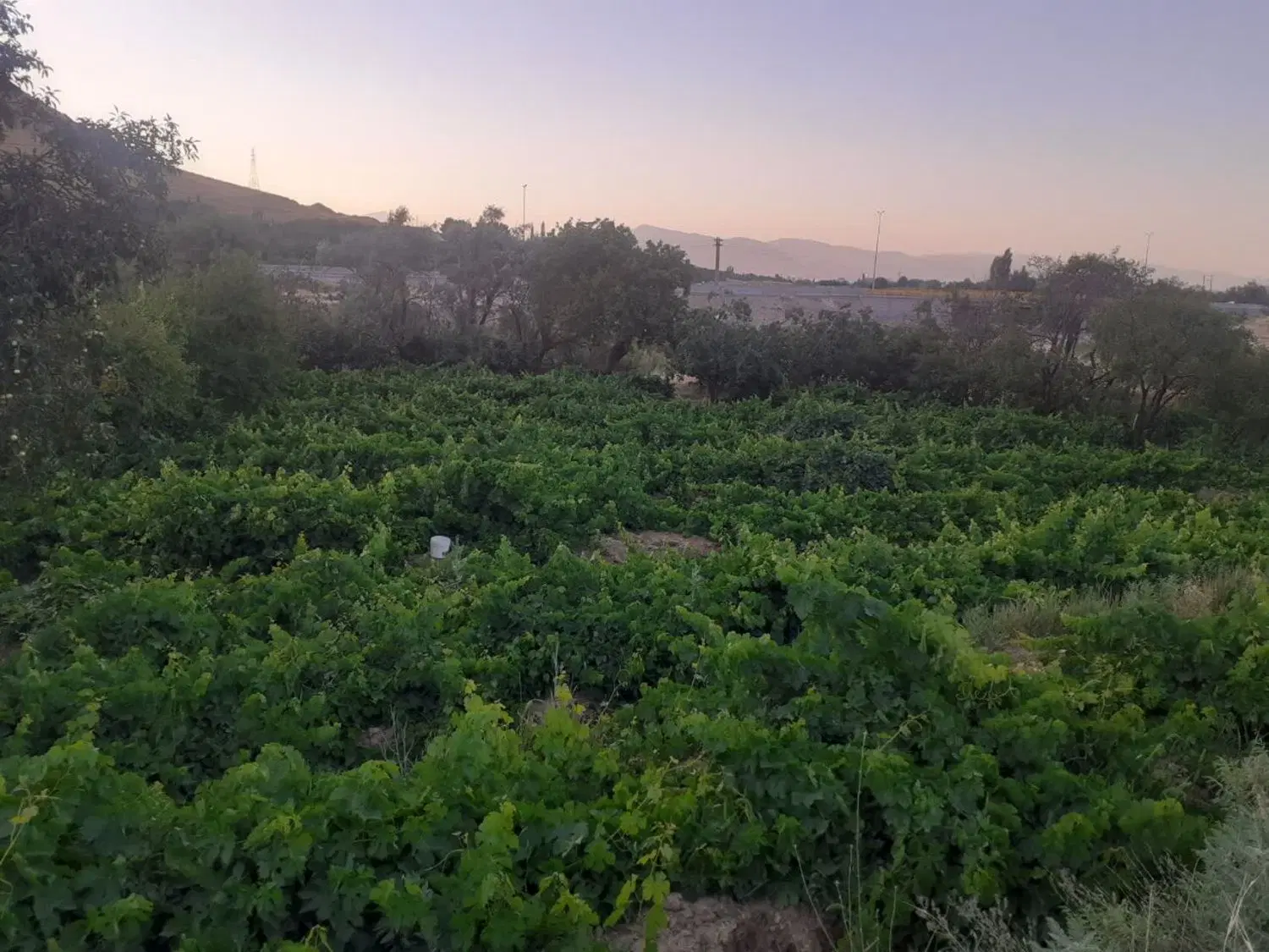 باغ انگور