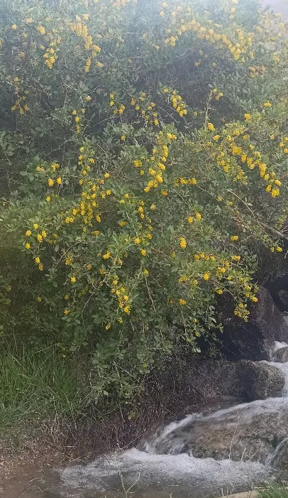باغ تفت