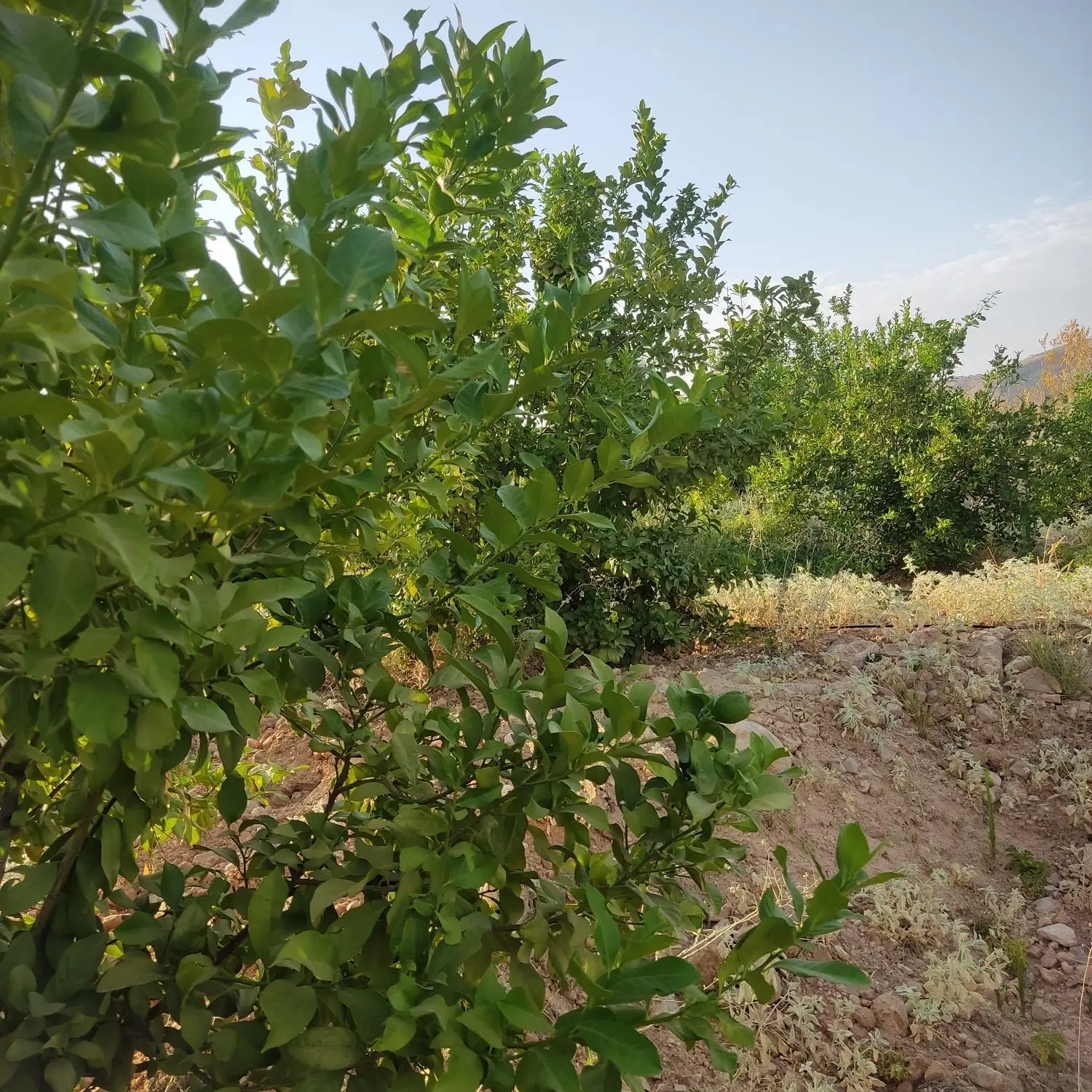 فروش باغ پشتکوه