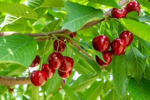 باغ سنددار