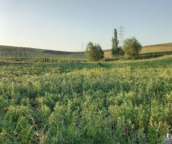 فروش زمین در خوجین دارای لوله کشی