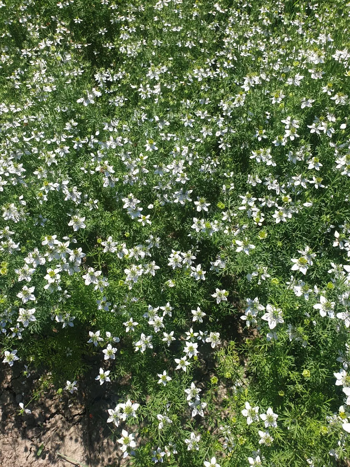 زمین بر کمربندی با چاه