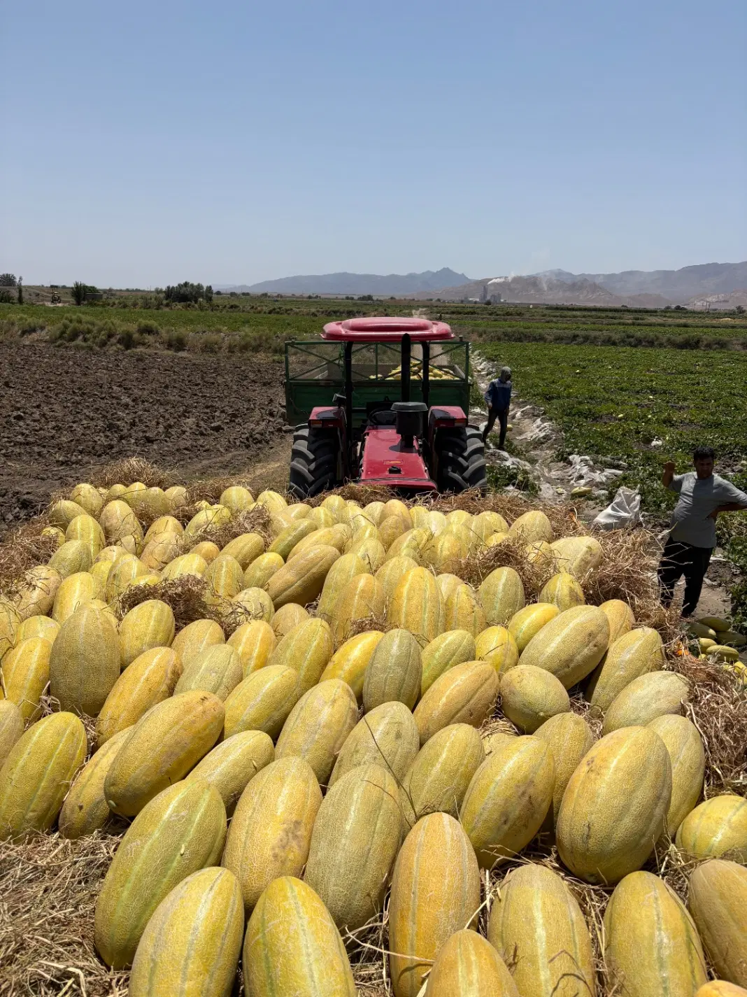 اجاره زمین کشاورزی