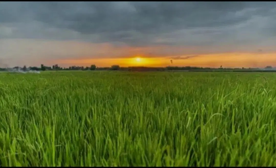 زمین کشاورزی ، تجاری ، مسکونی