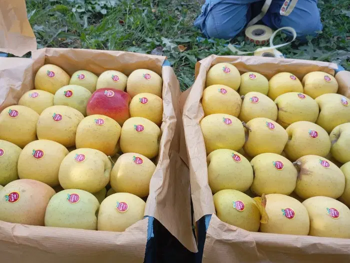 باغ سیب برای کرایه