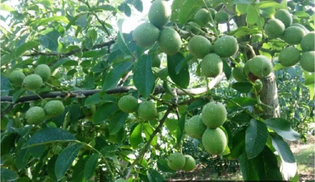 باغ گردو در روستای بهشت پنهان
