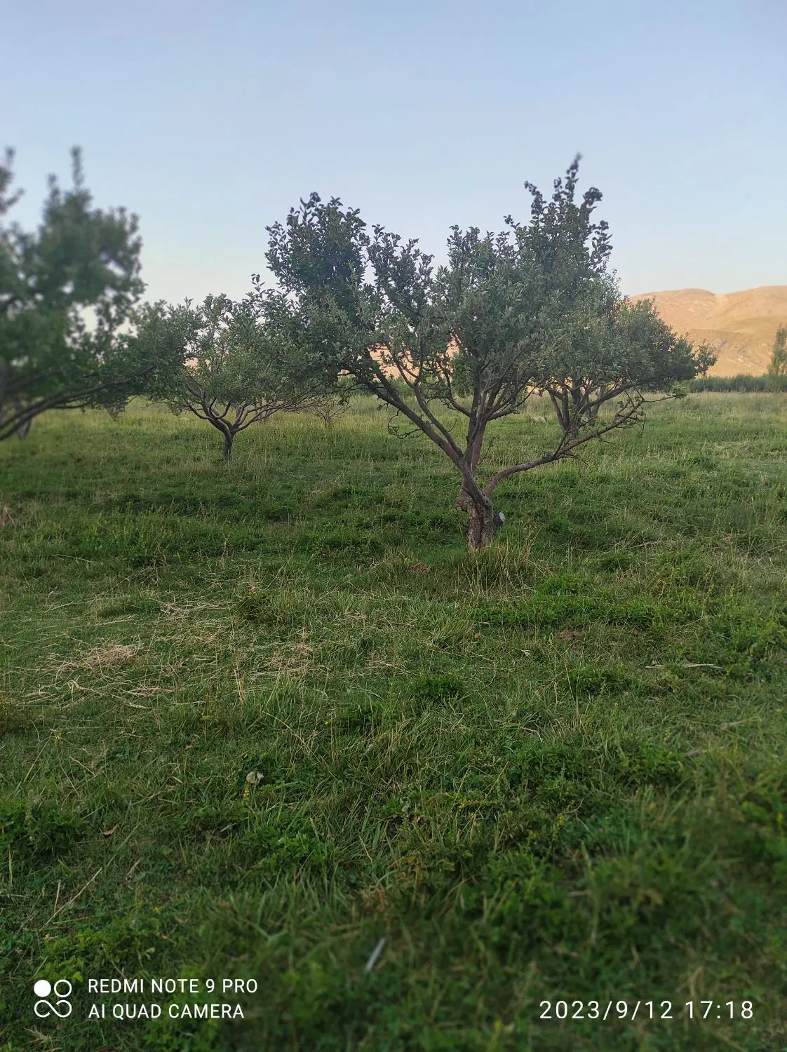 ۱۲۵۰ متر باغ سیب ثمری