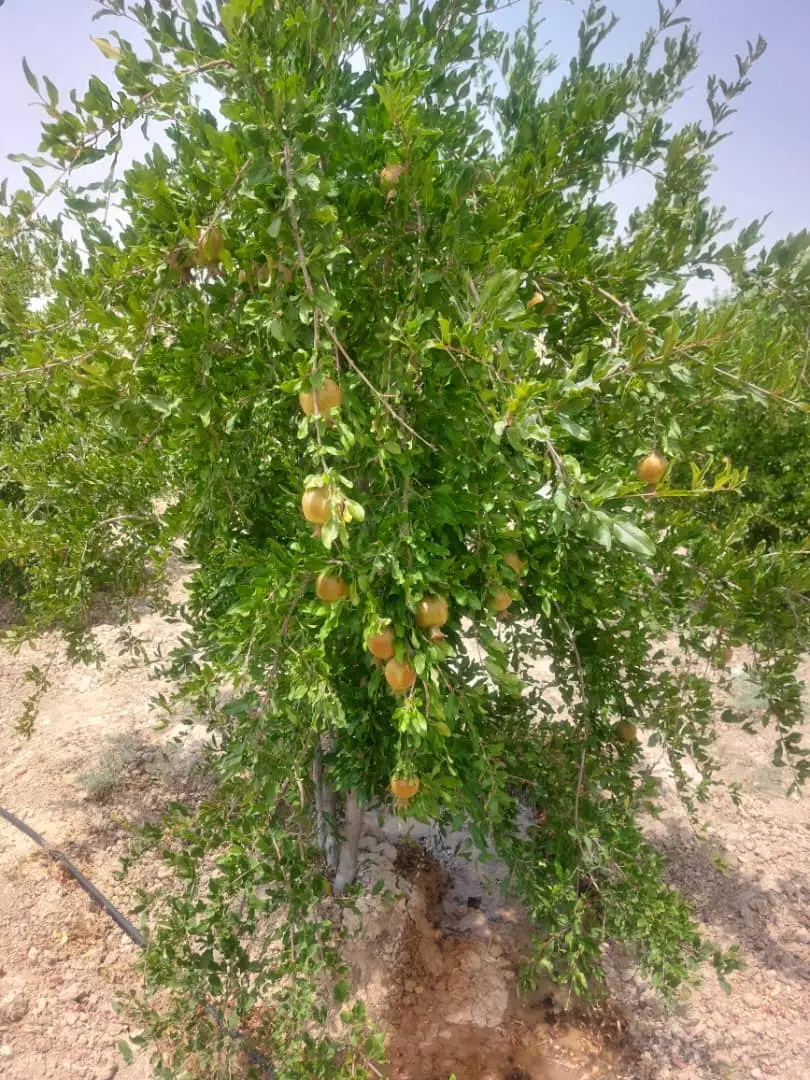 باغچه ۳۵۰۰ متری با سند