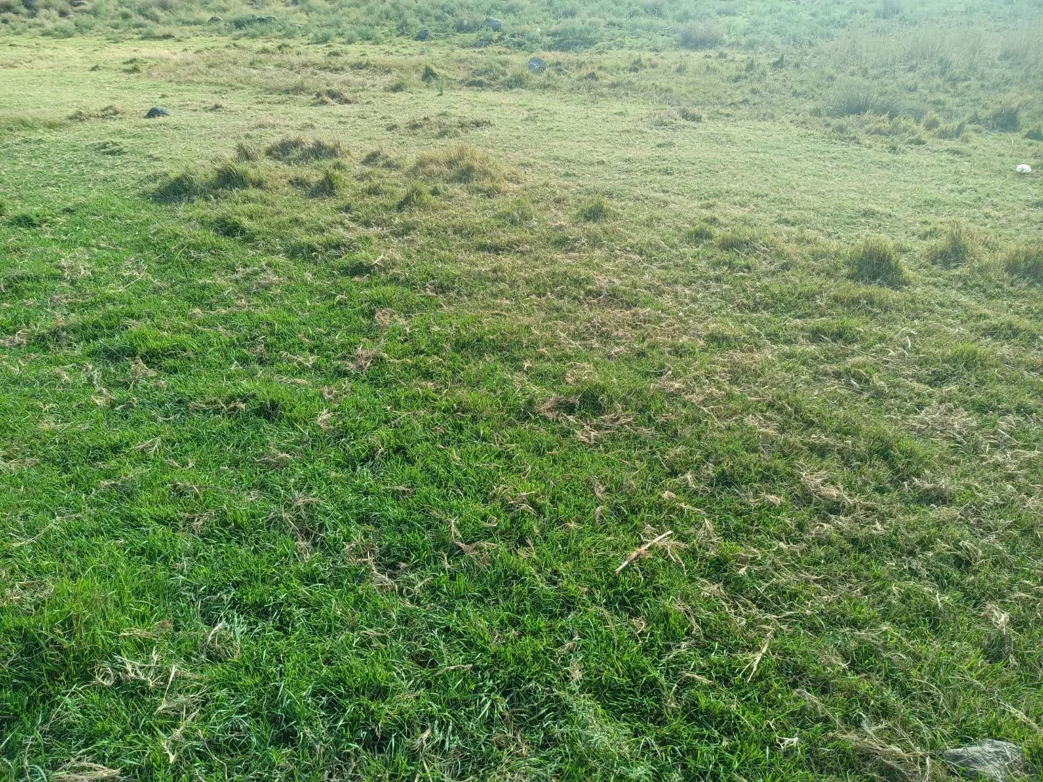 زمین کشاورزی واقع در روستای چپقان روبروی فخر آباد